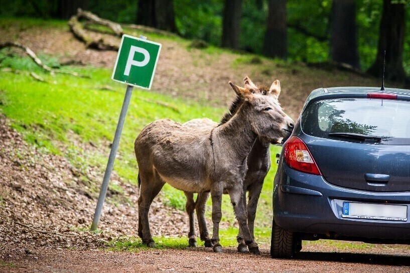 Wild- und Erlebnispark Daun