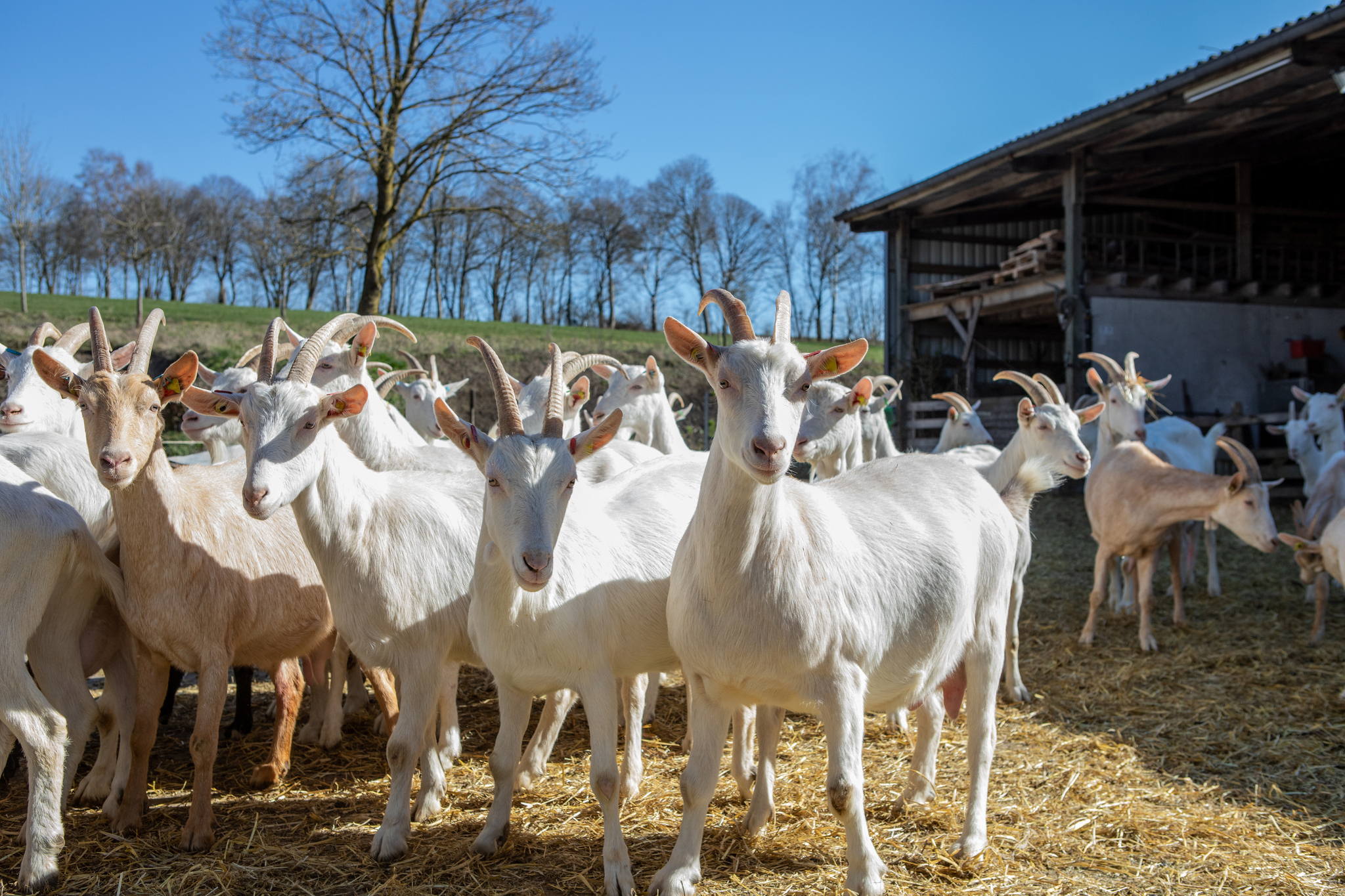 Barrierefreie Führung - Vulkanhof Ziegenkäserei