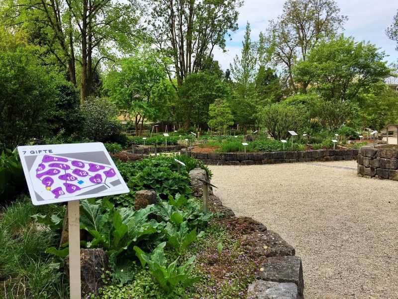 Stadt Frankfurt am Main/ Botanischer Garten - © SAG Beet Gifte - ©