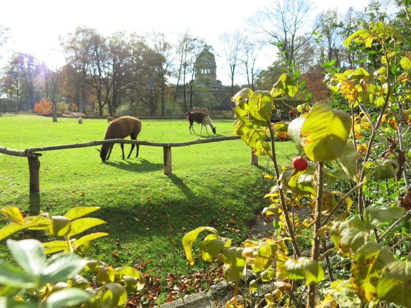 Tierpark Dessau - ©Tierpark Dessau Bild von Tierpark Dessau - ©Tierpark Dessau