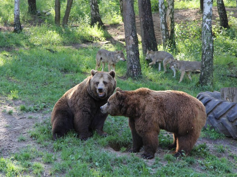 Raubtier-WG mit Bären - ©Wildpark-MV Raubtier-WG mit Bären - ©Wildpark-MV