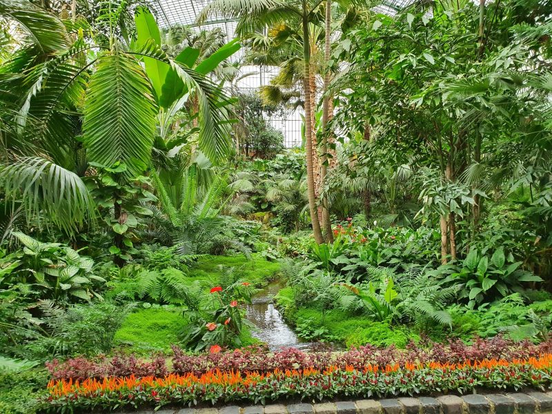 Palmengarten Frankfurt - ©Gisela Moser Bild von Palmengarten Frankfurt - ©Gisela Moser