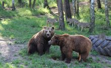 Wildpark-MV - ©Wildpark-MV Wildpark-MV - ©Wildpark-MV