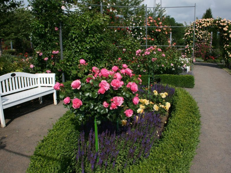Europa Rosarium Sangerhausen - ©