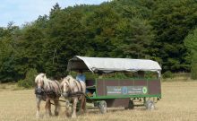 Pferde- und Archehof Kellerwald mit Planwagenfahrten - ©Nationalpark Kellerwald-Edersee / Backhaus Pferde- und Archehof Kellerwald mit Planwagenfahrten - ©Nationalpark Kellerwald-Edersee / Backhaus