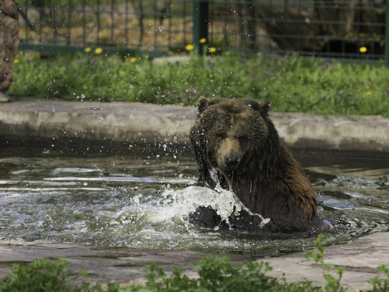 Braunbär im Tierpark Dessau - ©Thomas Jahn Bild von Urlaubsinspiration "Dessau-Roßlau - Spannend für kleine Stadtentdecker" - ©Thomas Jahn