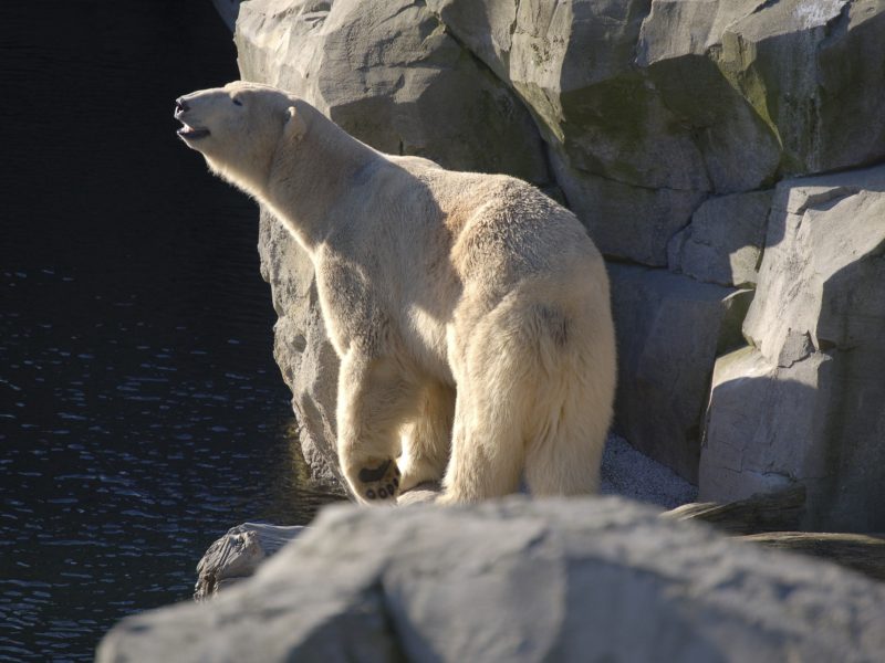 Urlaubsinspiration " Tierisch gut" - © Bild von Urlaubsinspiration " Tierisch gut" - ©