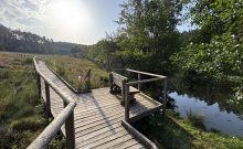 Moorpfad Dahlem - ©Benjamin Suthe