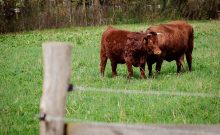 (Wanderroute A) Von der Domäne Dahlem zum Botanischen Garten - ©Christian Schneider