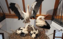 Rheinland-Pfälzisches Storchenzentrum - ©Jessica Lehmann