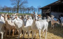 Barrierefreie Führung - Vulkanhof Ziegenkäserei - ©ANDI G