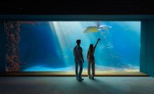 Deutsches Meeresmuseum - ©Anke Neumeister/Deutsches Meeresmuseum