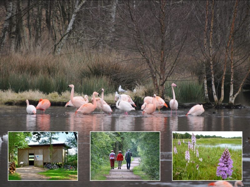 Naturschutzgebiet Zwillbrocker Venn - ©H. Stroetmann, C. Rückriem, E. Happe Naturschutzgebiet Zwillbrocker Venn - ©H. Stroetmann, C. Rückriem, E. Happe