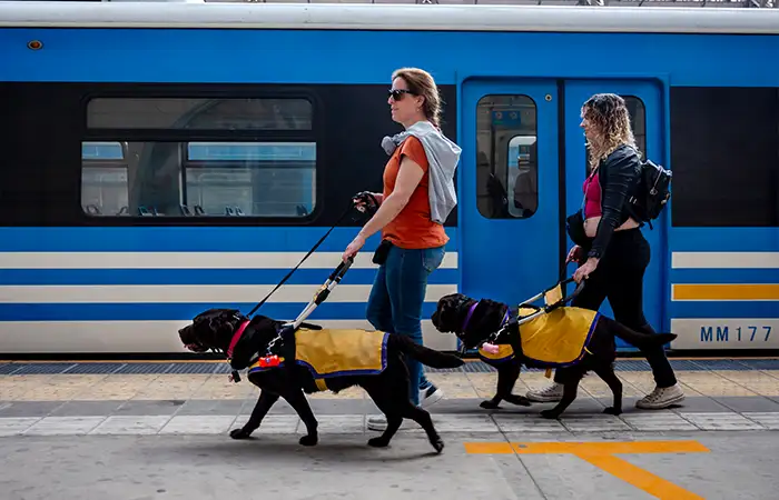 Zwei Frauen führen Blindenhunde an einem Bahnsteig entlang.